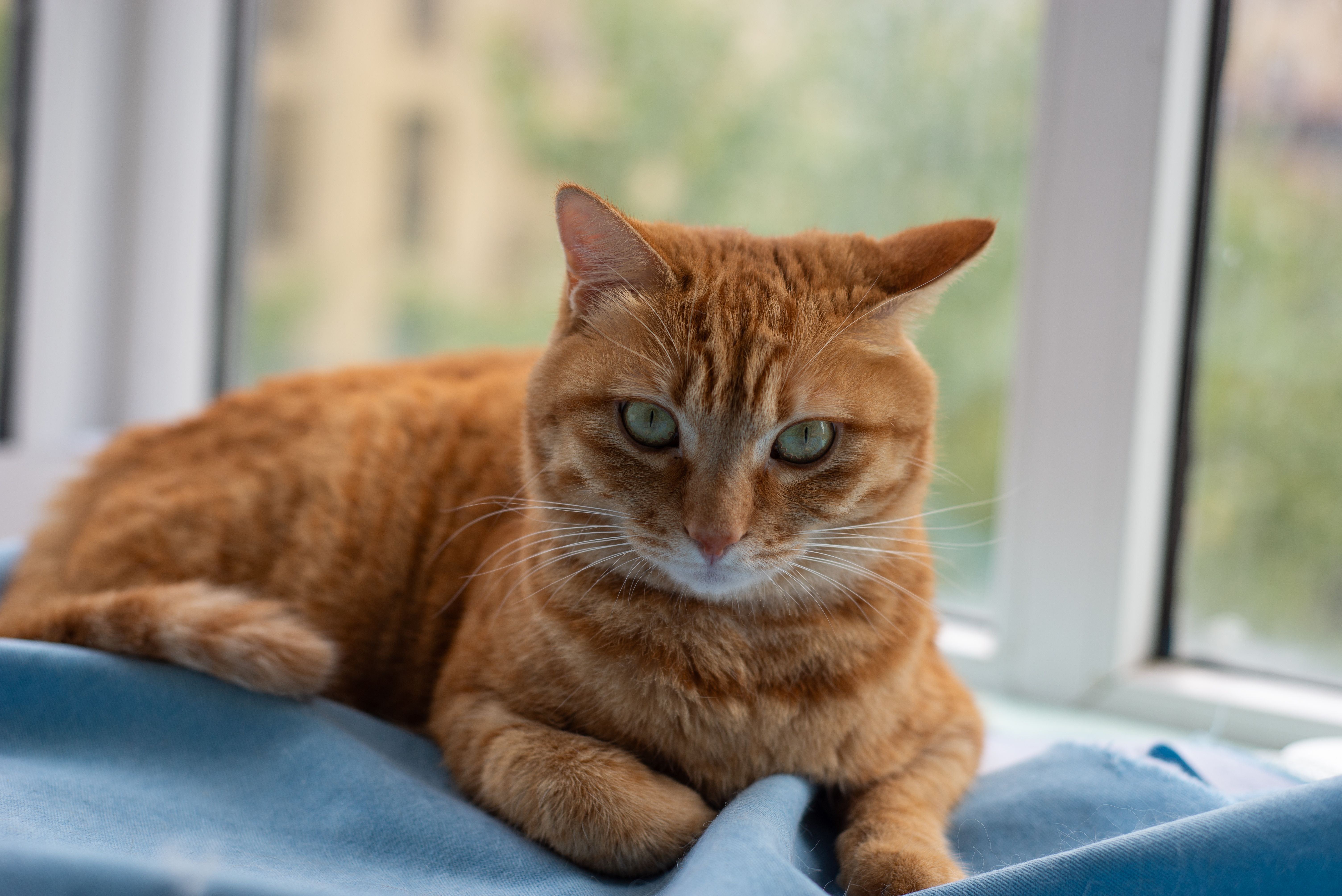 A ginger cat resting on blue bedding by a window